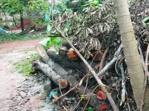 গাছ বিক্রি করা হবে