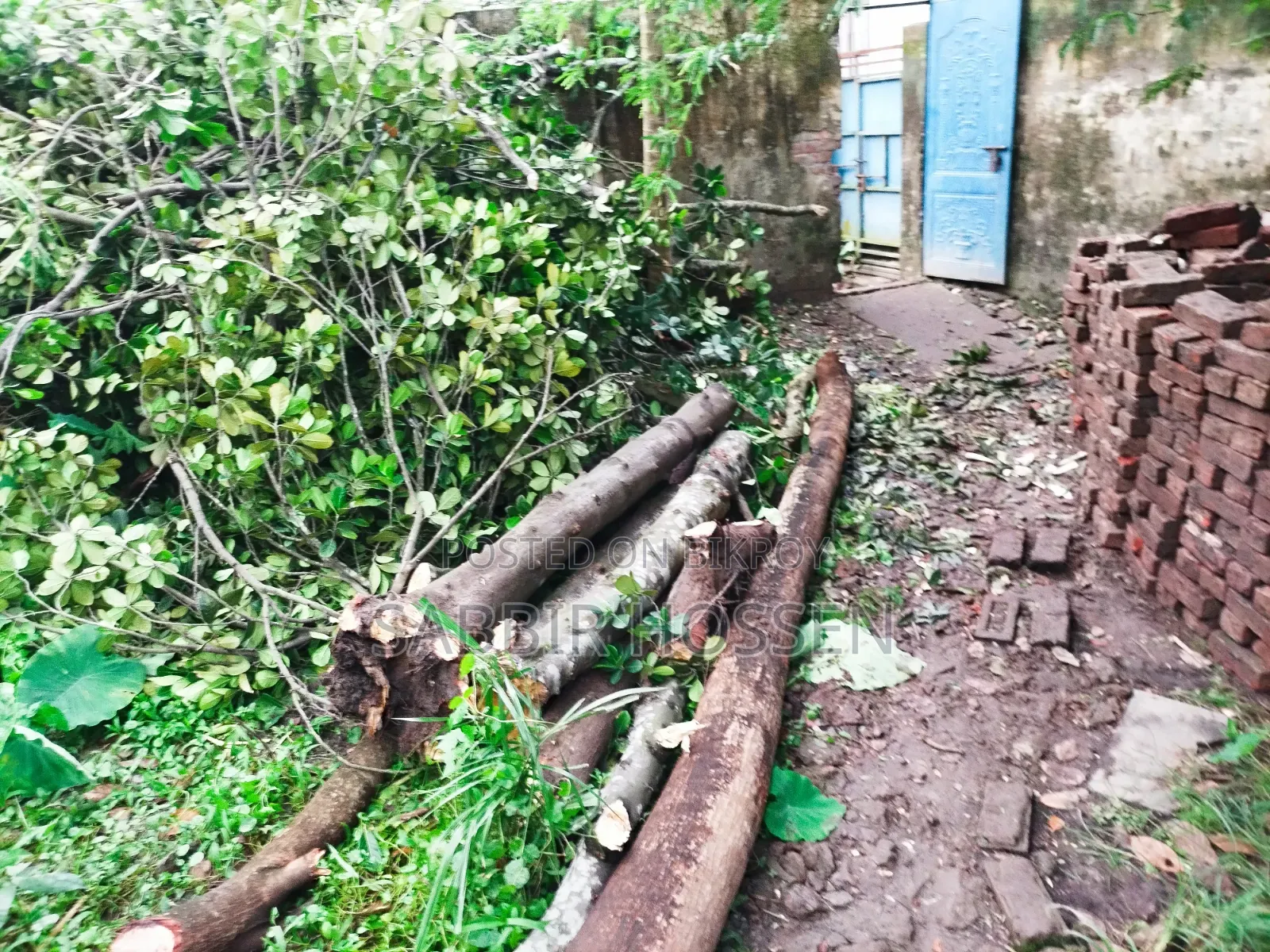 গাছ বিক্রি করা হবে