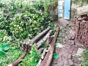 গাছ বিক্রি করা হবে