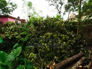 গাছ বিক্রি করা হবে
