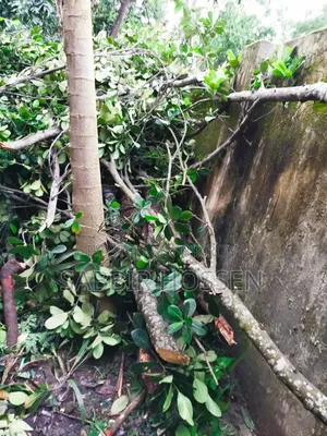 গাছ বিক্রি করা হবে