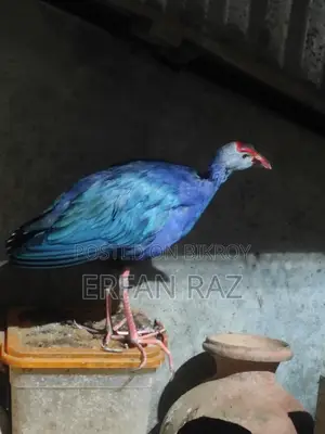 কালিম পাখি পিওর জোড়া
