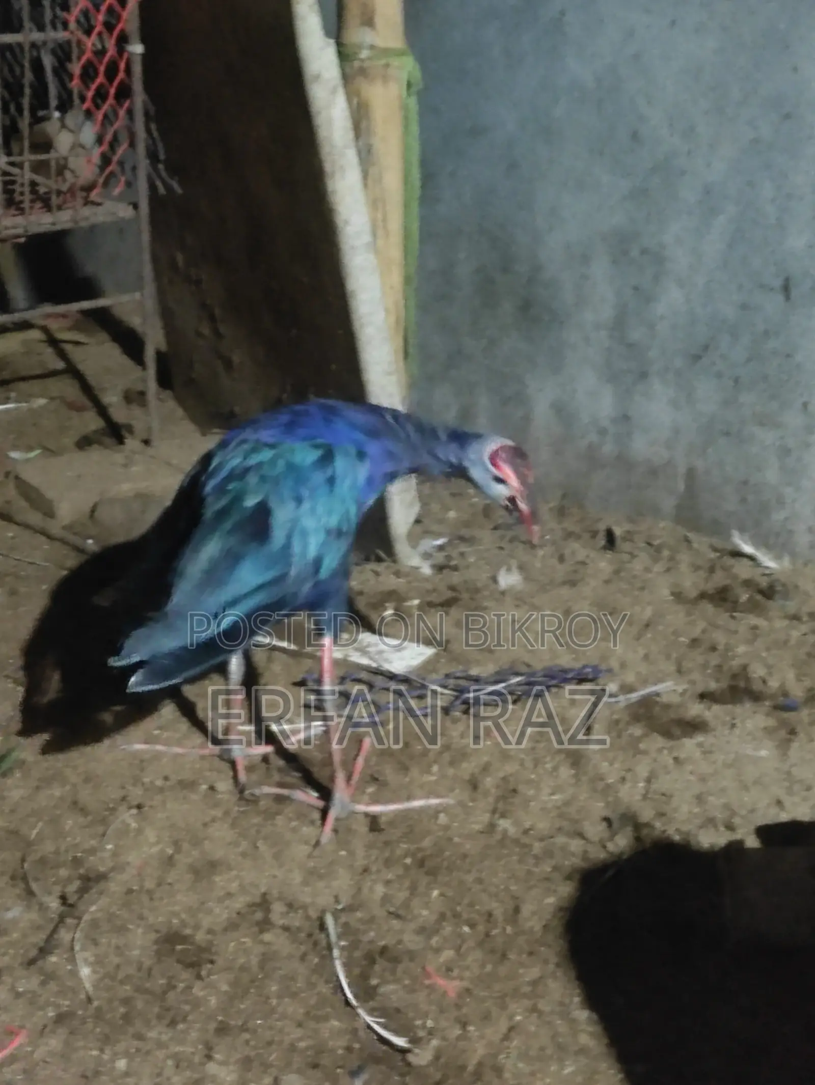 কালিম পাখি পিওর জোড়া