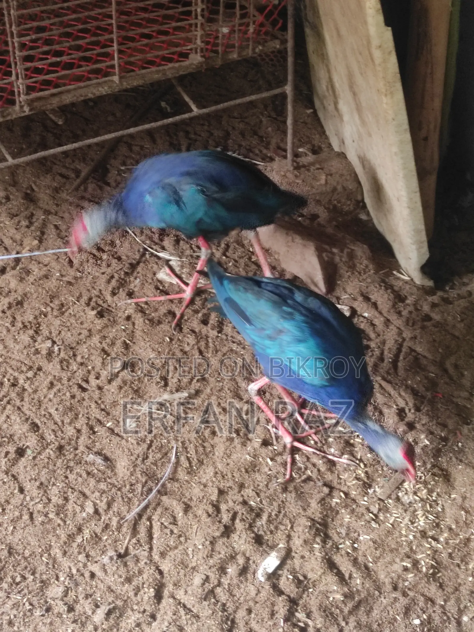 কালিম পাখি পিওর জোড়া