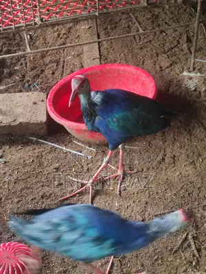 কালিম পাখি পিওর জোড়া