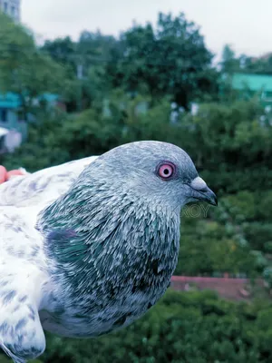 সিলভার রানিং নর সেল হবে