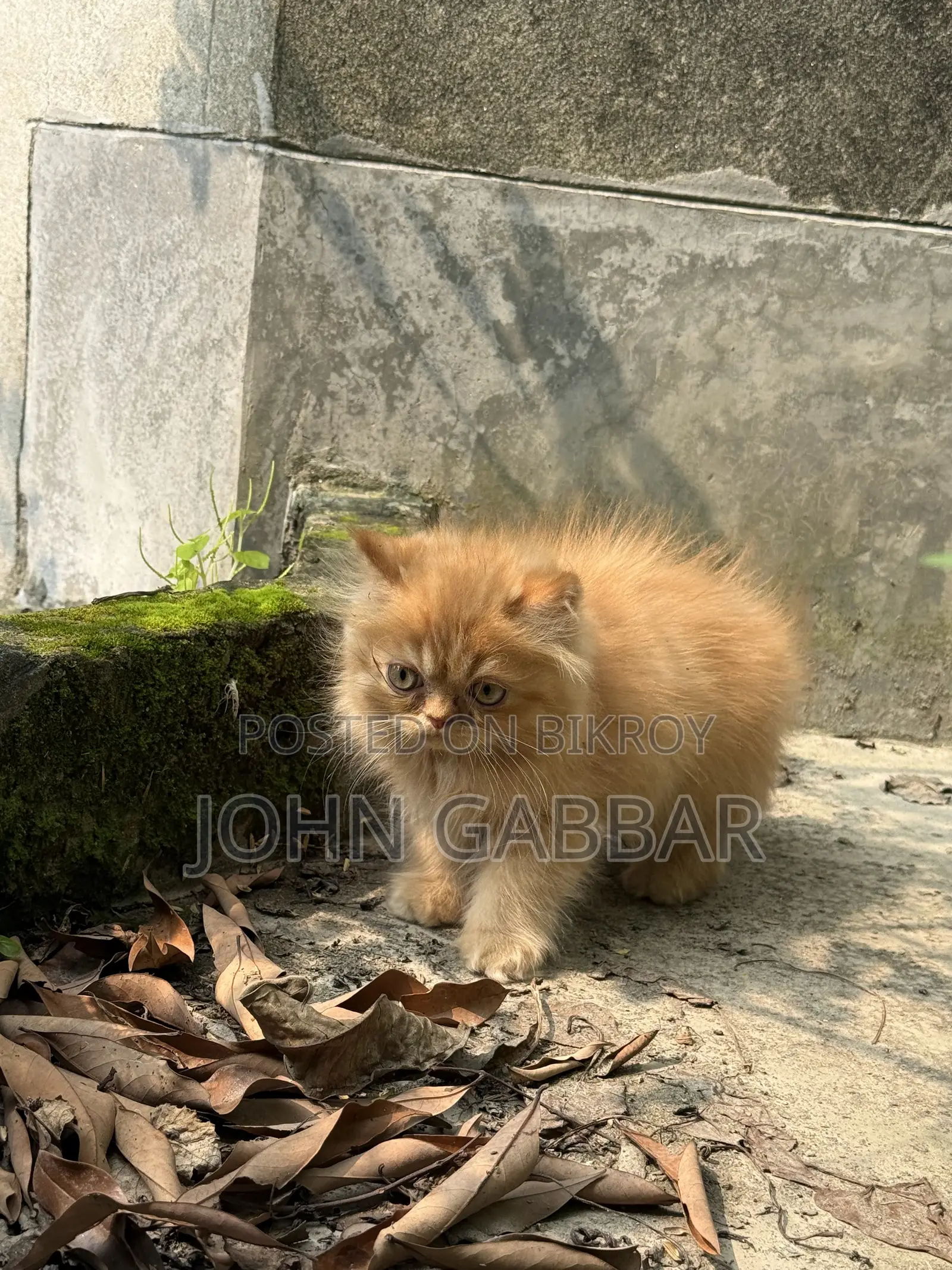 1-3 months Male Purebred Exotic