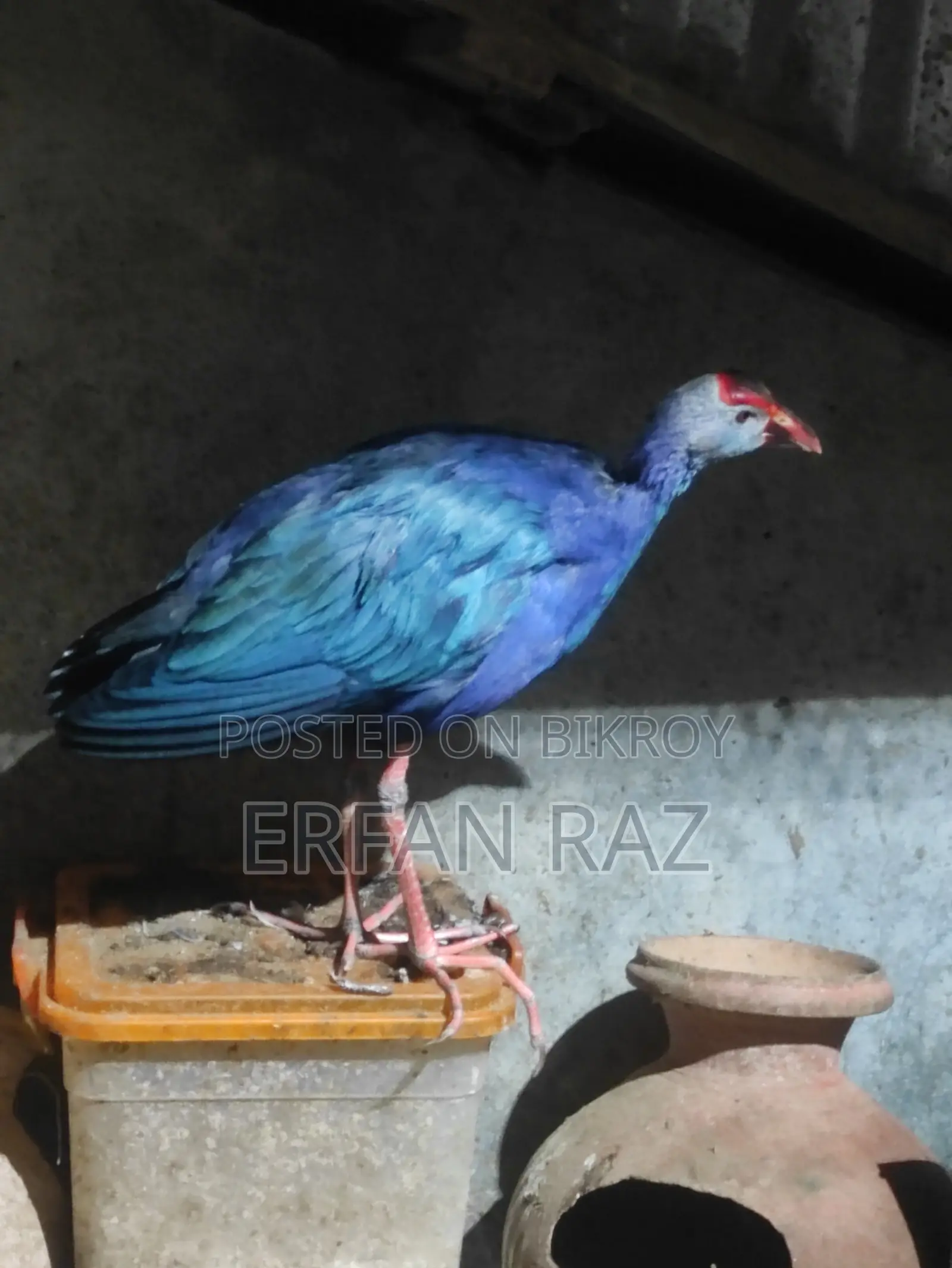 কালিম পাখি অরজিনাল জোড়া