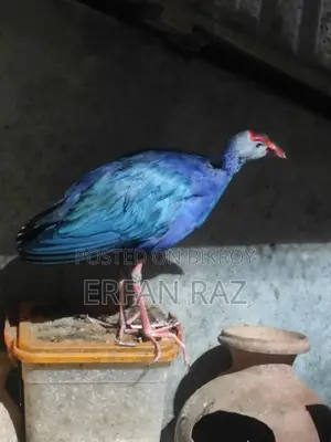 কালিম পাখি অরজিনাল জোড়া