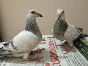 আফসান গ্রিজেল রেসার বাচ্চা