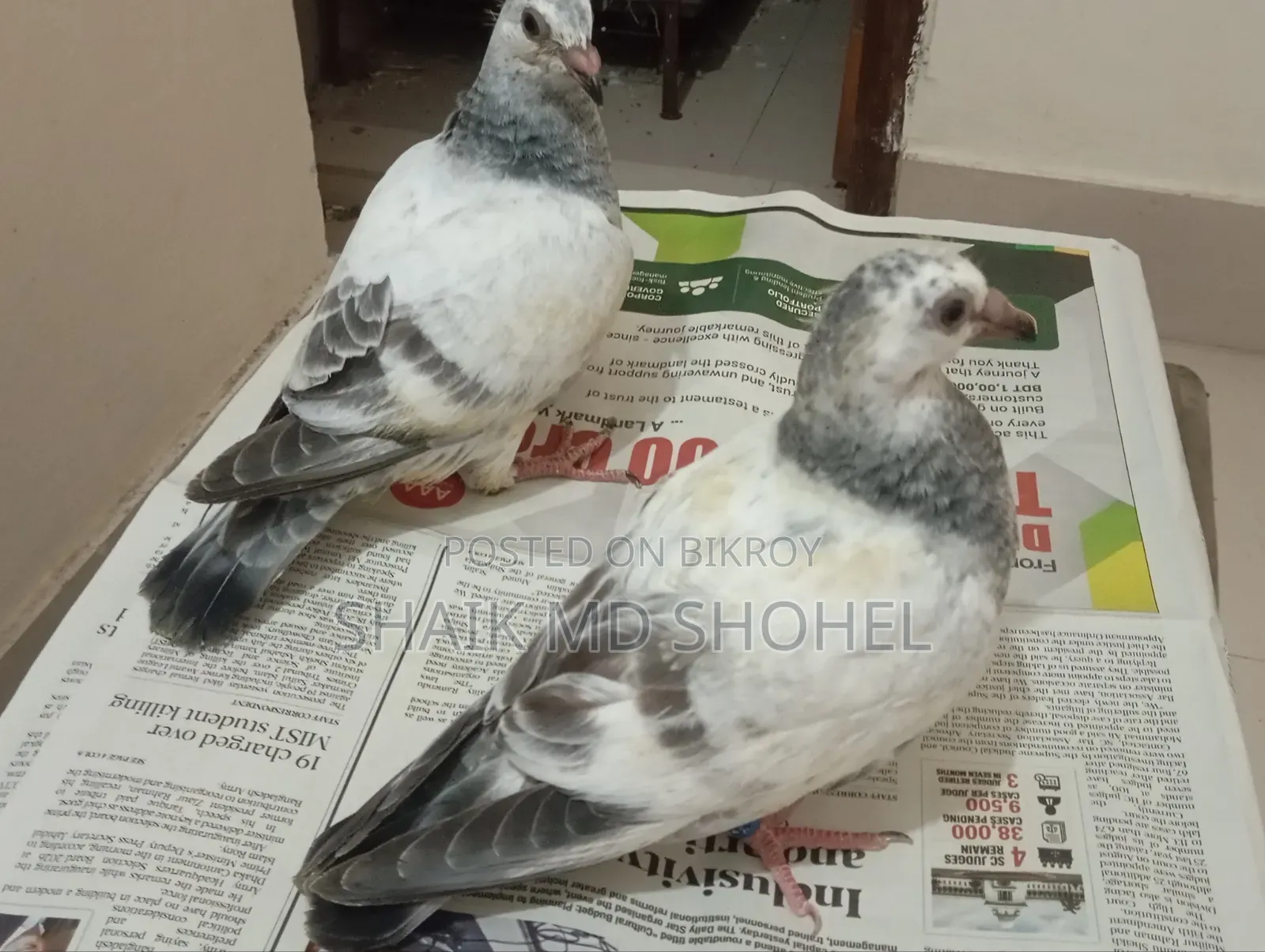 আফসান গ্রিজেল রেসার বাচ্চা
