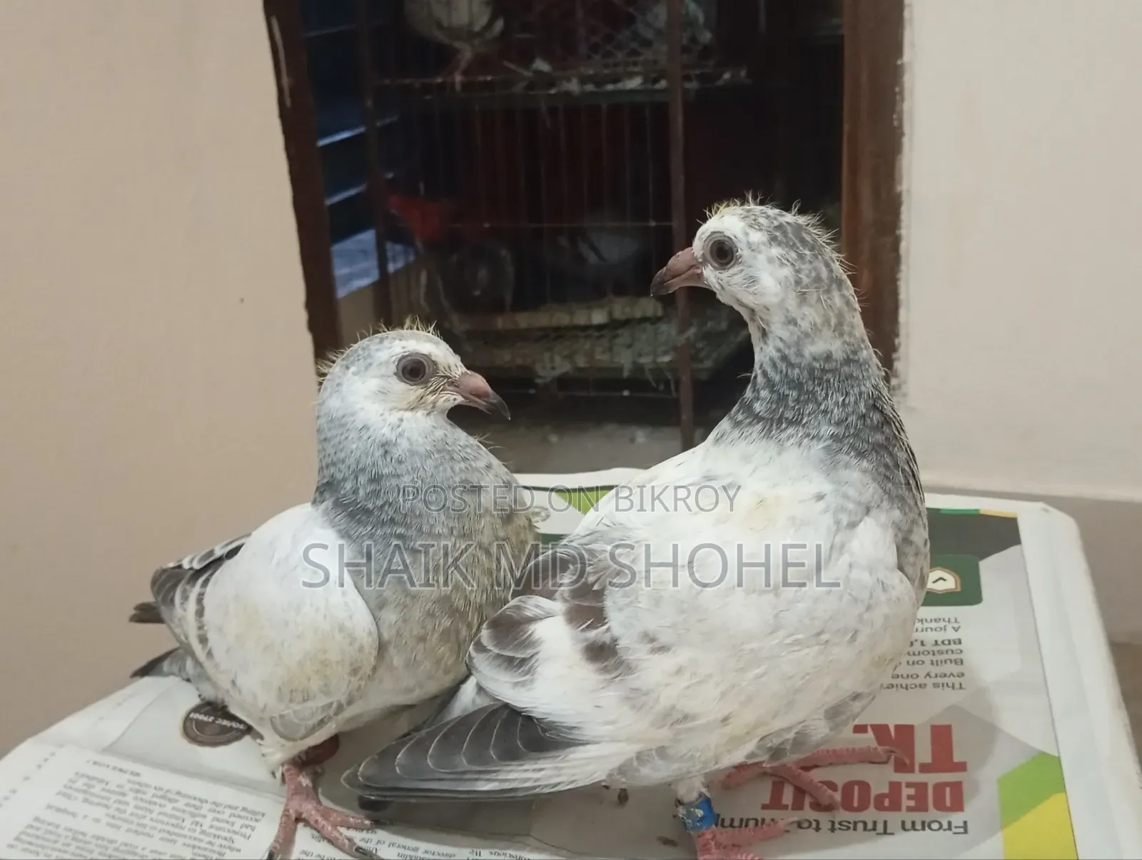 আফসান গ্রিজেল রেসার বাচ্চা