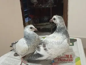 আফসান গ্রিজেল রেসার বাচ্চা