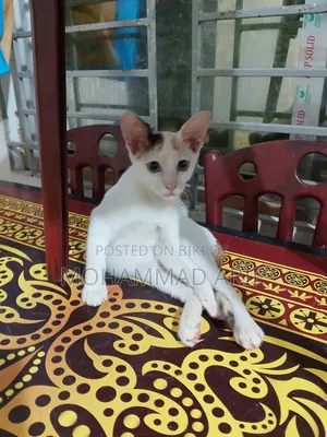 1-3 months Female Purebred Bengal