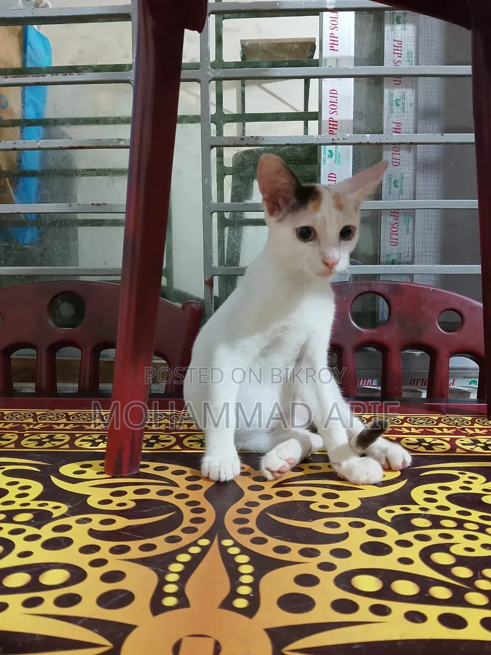 1-3 months Female Purebred Bengal