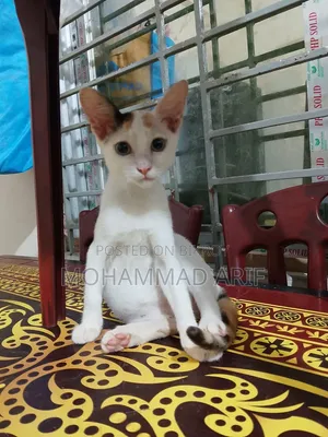 1-3 months Female Purebred Bengal
