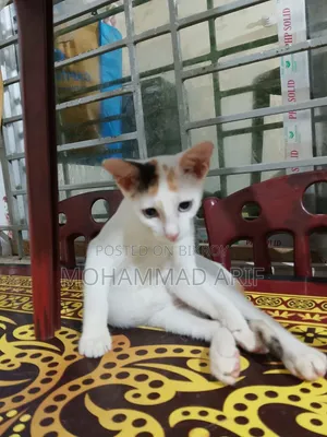 1-3 months Female Purebred Bengal