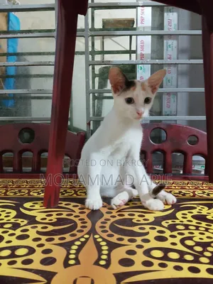 1-3 months Female Purebred Bengal