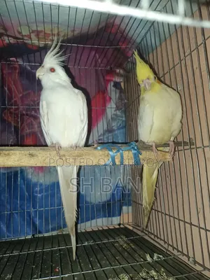 Cockatiel Master Pair