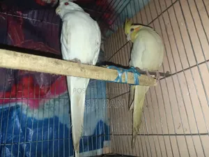 Cockatiel Master Pair
