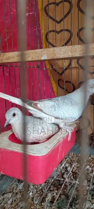 Silver Diamond Dove