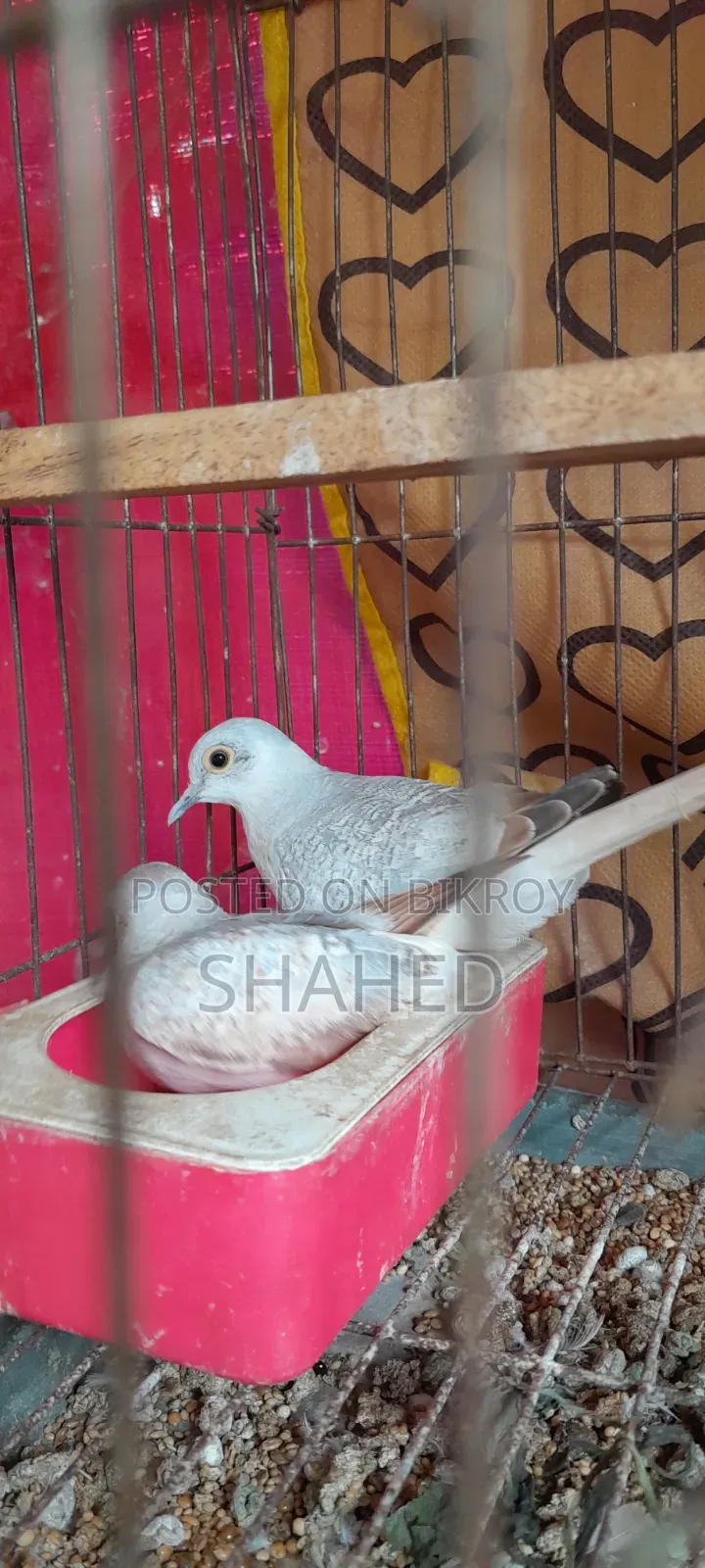 Silver Diamond Dove