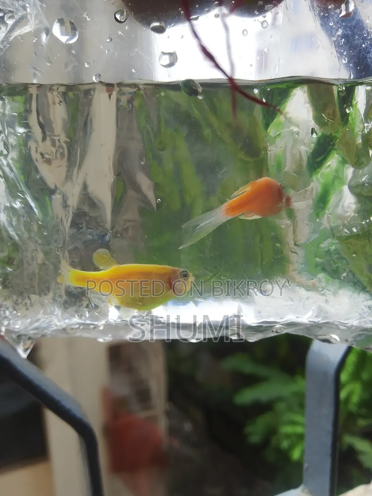 Zebra fish.best Quality.
