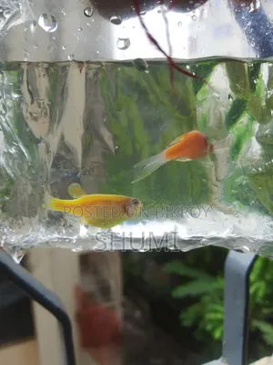 Zebra fish.best Quality.