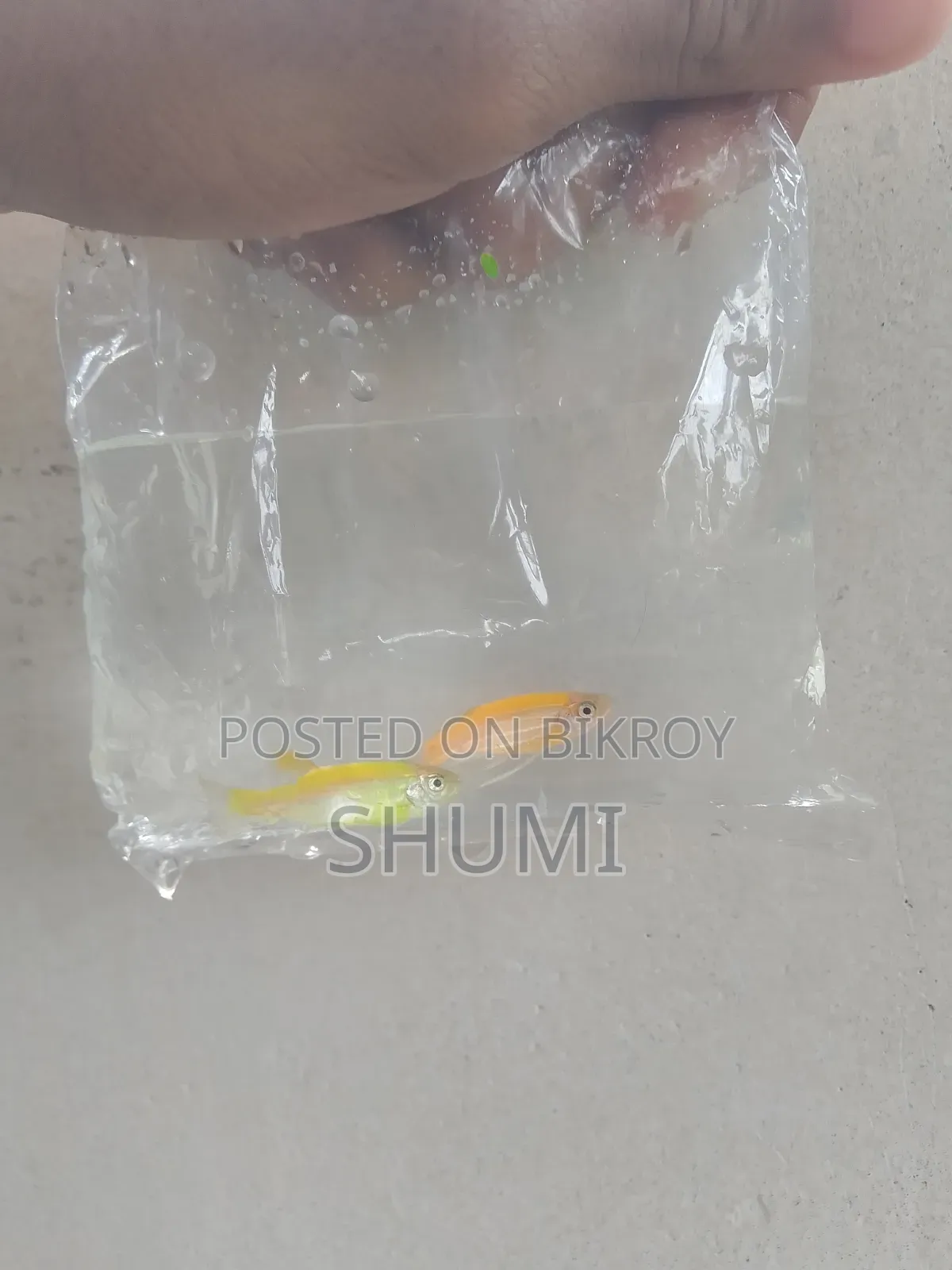 Zebra fish.best Quality.