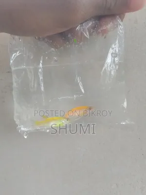 Zebra fish.best Quality.