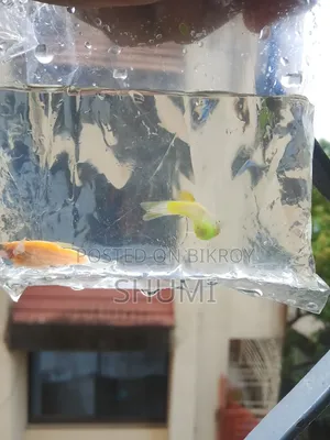 Zebra fish.best Quality.