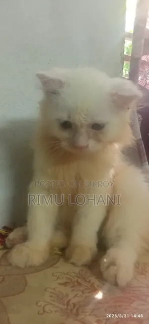 1-3 months Male Purebred Persian
