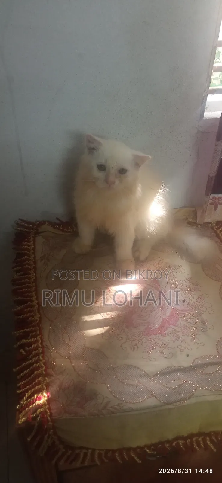 1-3 months Male Purebred Persian