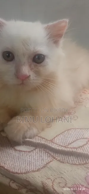 1-3 months Male Purebred Persian