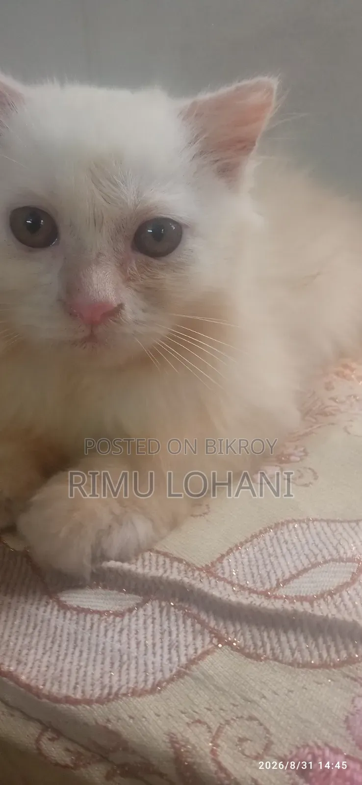 1-3 months Male Purebred Persian