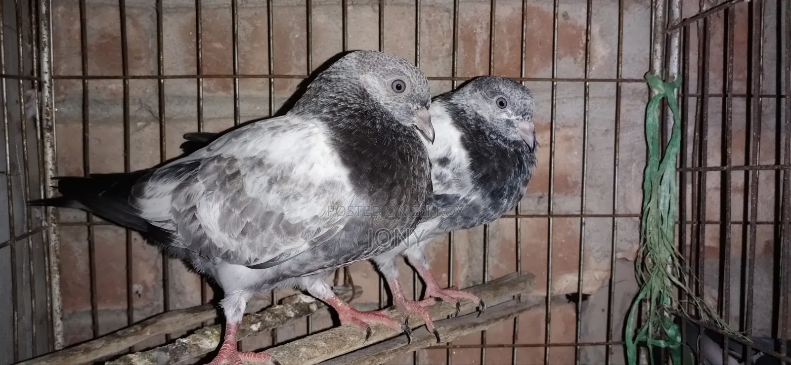 Racer Pair