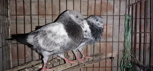 Racer Pair