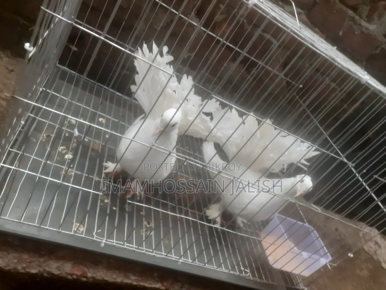 সাদা মউর কবুতর