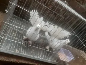 সাদা মউর কবুতর