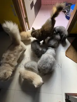 1-3 months Male Purebred Persian