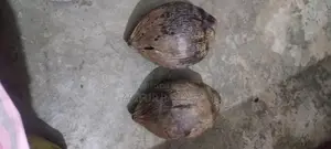 নারিকেল বিক্রয় করা হবে
