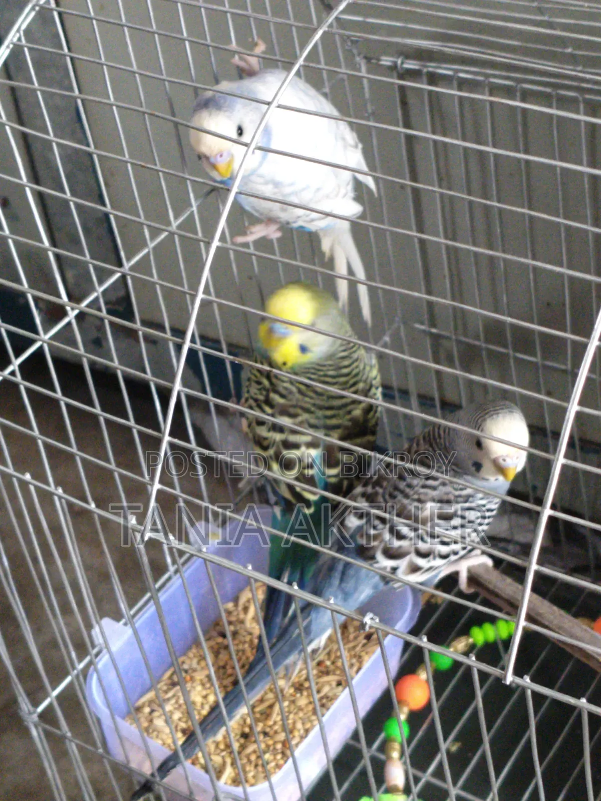 Male Bajrigar