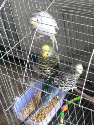 Male Bajrigar