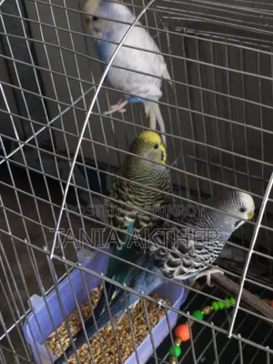 Male Bajrigar