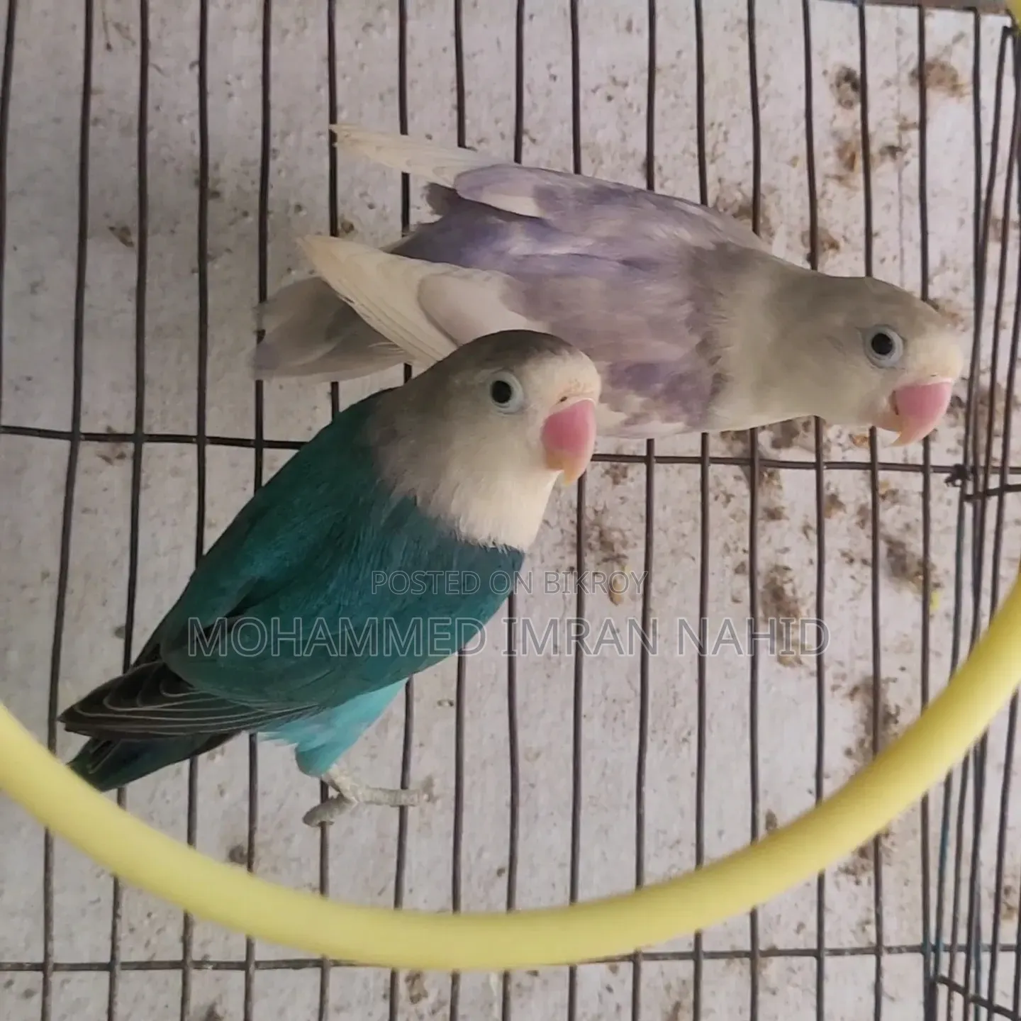 Love Birds for Sale