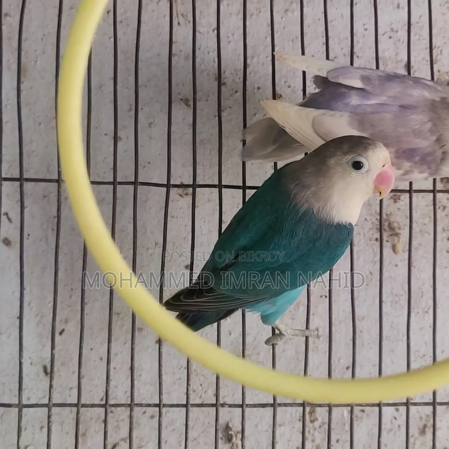 Love Birds for Sale