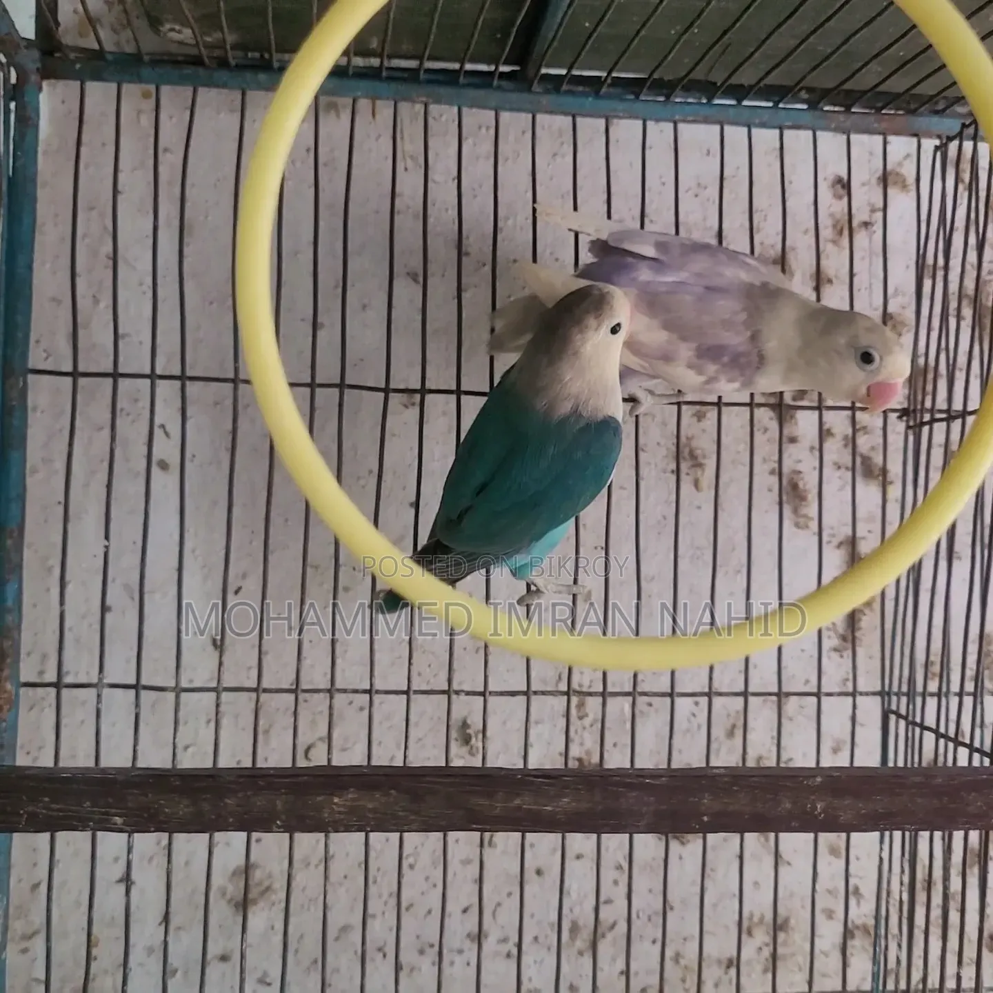 Love Birds for Sale
