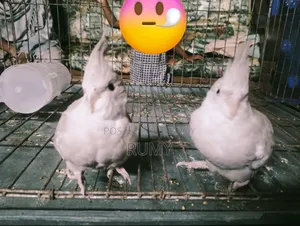 Cockatiel bird for sale