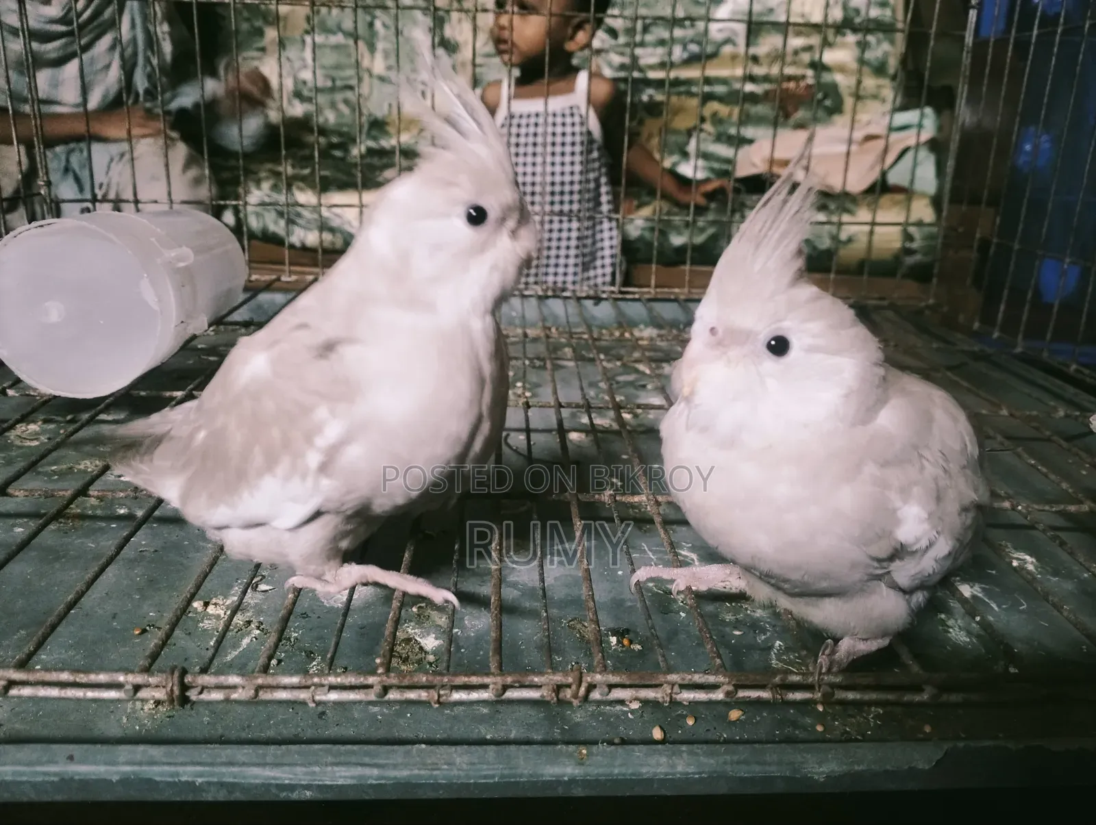Cockatiel bird for sale