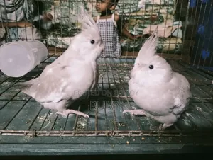 Cockatiel bird for sale